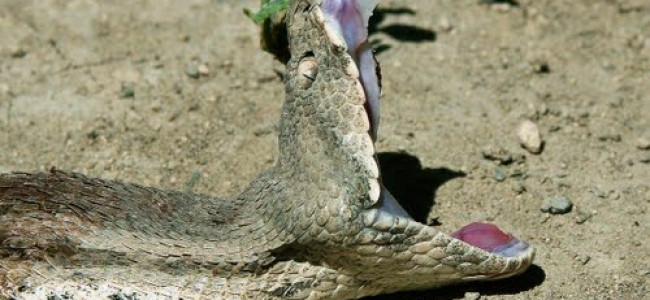 Otrava subspeciei  şarpelui  gyurza armenesc  poate vindeca anumite tipuri de cancer