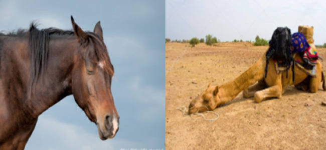 LITERATURĂ | Bedros Horasangian : De ce dorm caii în picioare și cămilele culcat ?